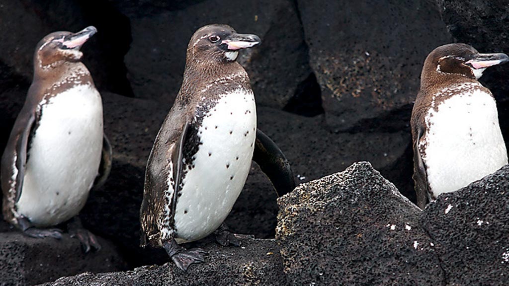 Lebensraum der Galapagos-Pinguine: 3 Pinguine, die zusammen auf einem Lavastreifen stehen
