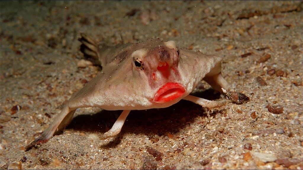 The amazing galapagos batfish with bright red lips