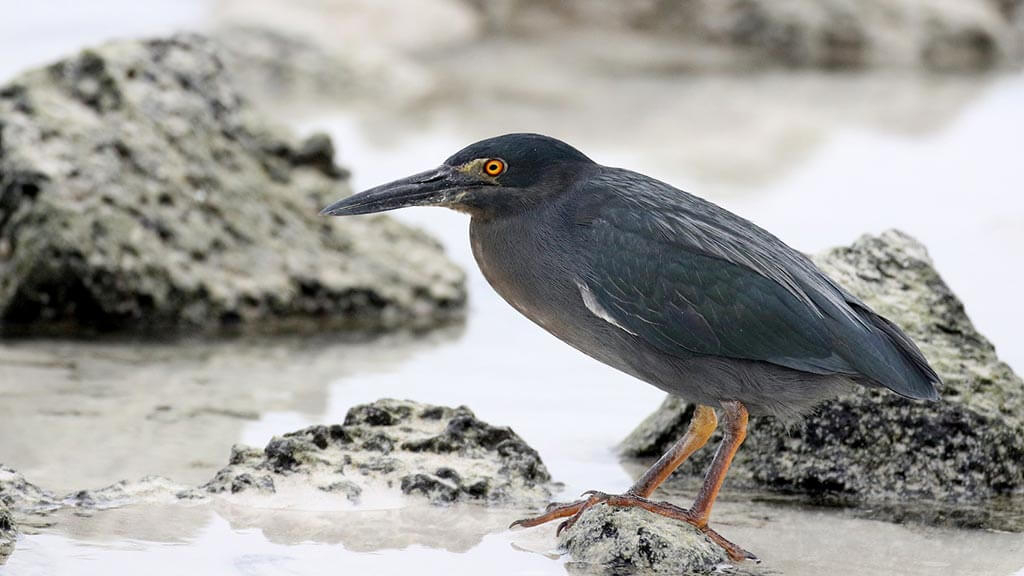 A galapagos lava heron stands alone on a beach rock