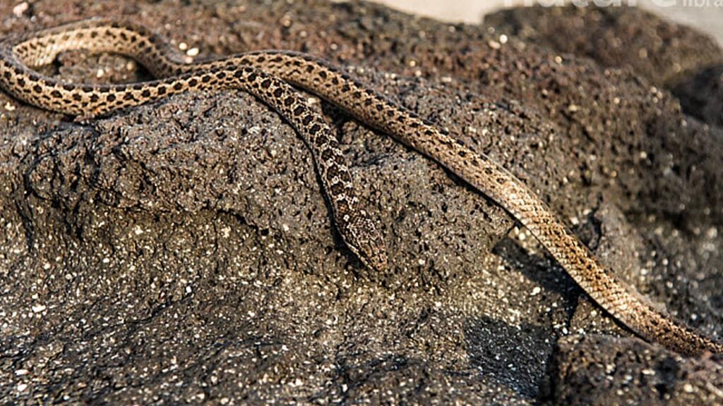 Eastern galapagos racer snake sitting on lave rock