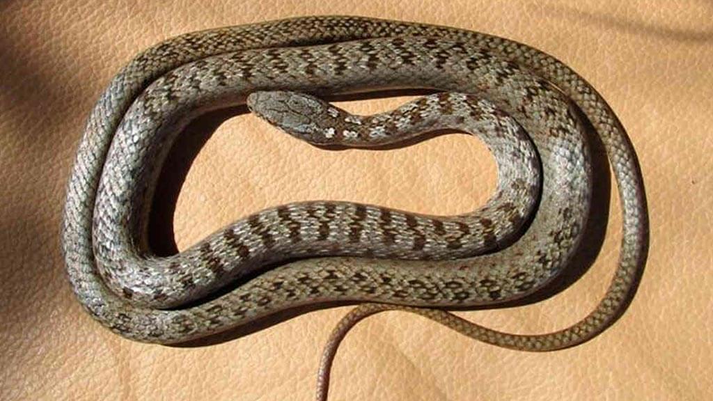 Una serpiente corredor occidental de Galápagos se enroscó en el suelo