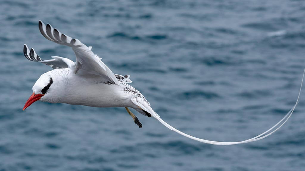 red-billed tropicbird at the galapagos islands