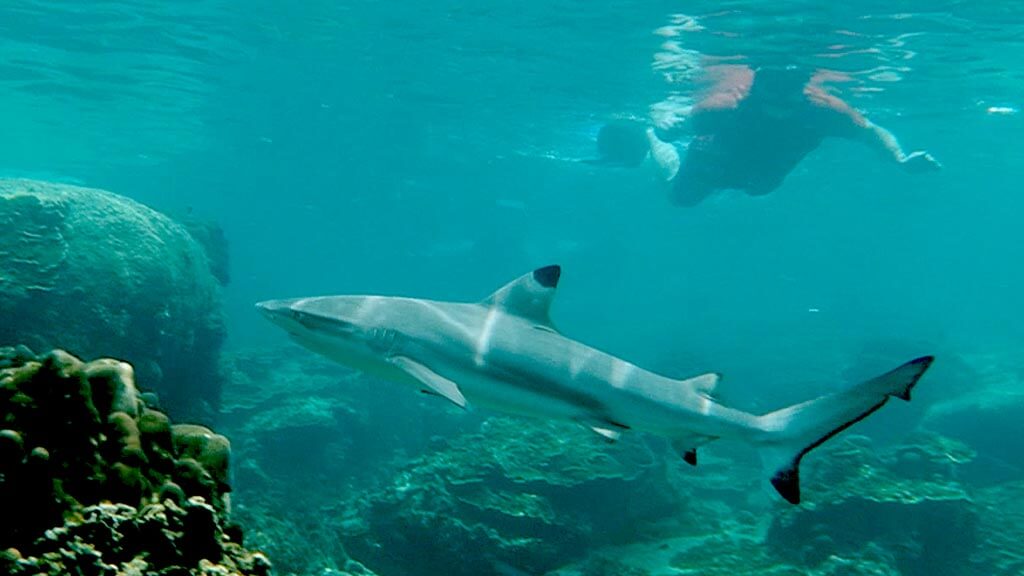 snorkeling with a blacktip reef shark at galapagos