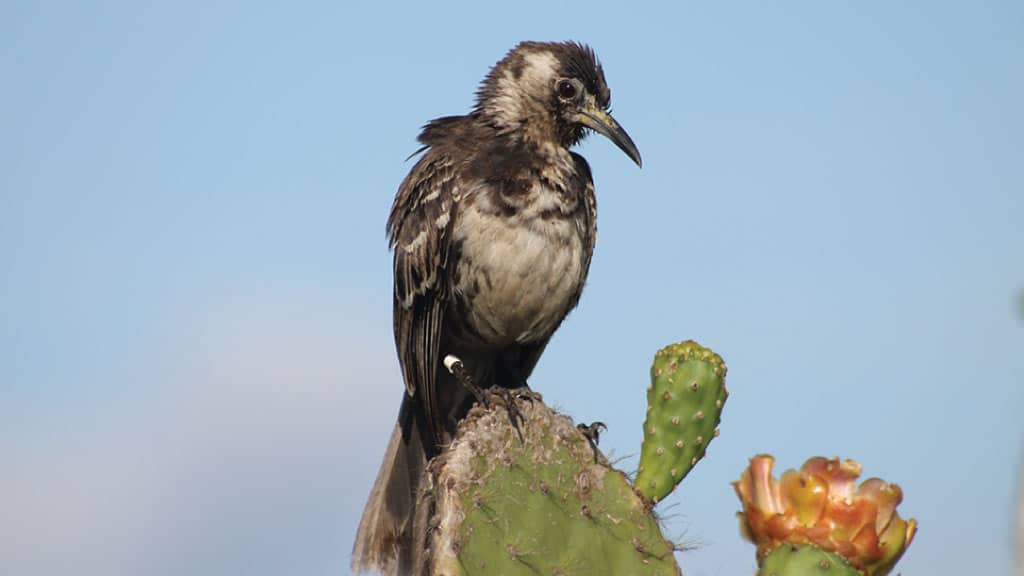 The critically endangered floreana mockingbird sitting on a cactus pad at the galapagos islands