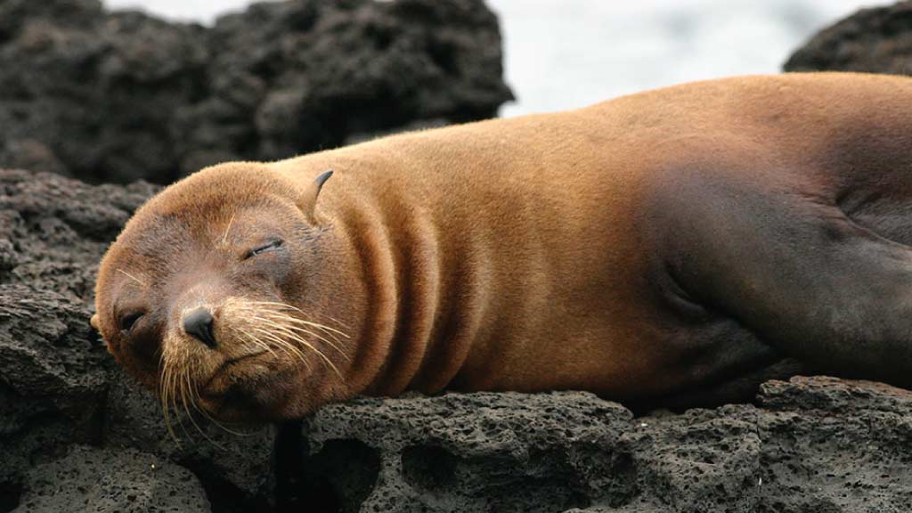 Eine Galapagos-Pelzrobbe, die auf den Lavasteinen ein Nickerchen macht