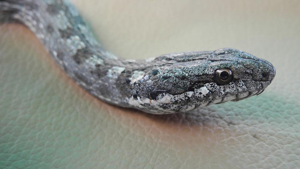 Primer plano de la cara y los ojos de una serpiente piloto de Galápagos