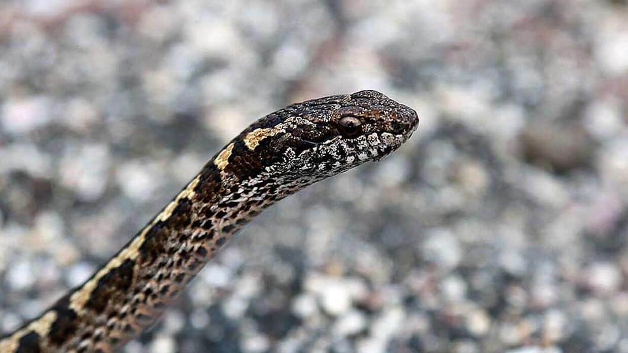 galapagos islands animals a galapagos racer snake