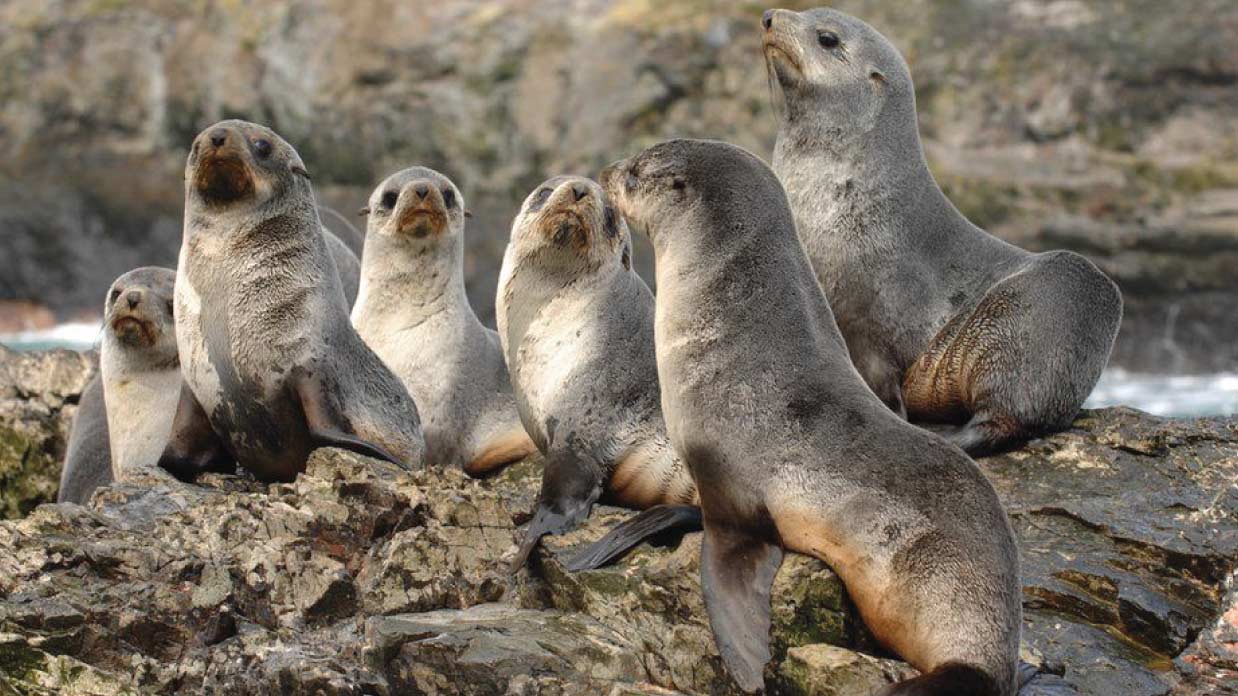 group of galapagos fur seal sitting together on the rocks