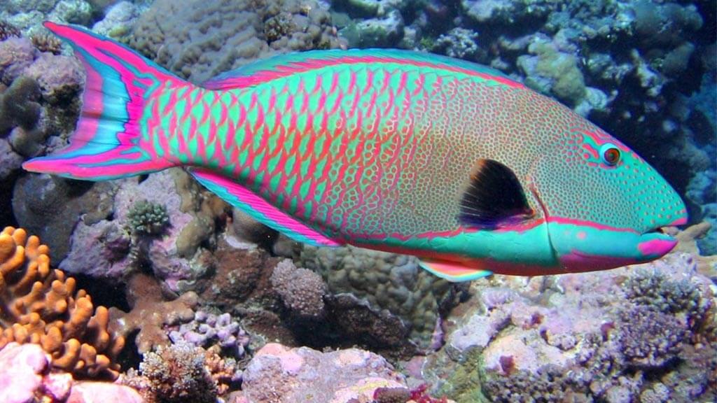 colorful Parrot fish at the galapagos islands