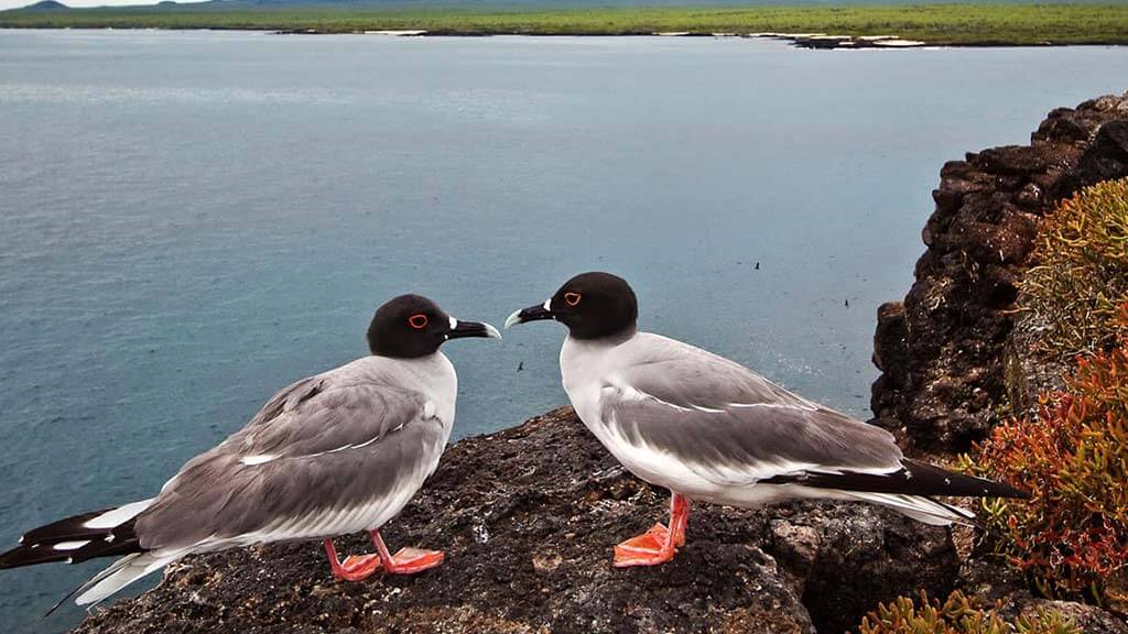 cute swallow-tailed gull couple sitting on a cliff ledge nesting in the galapagos islands