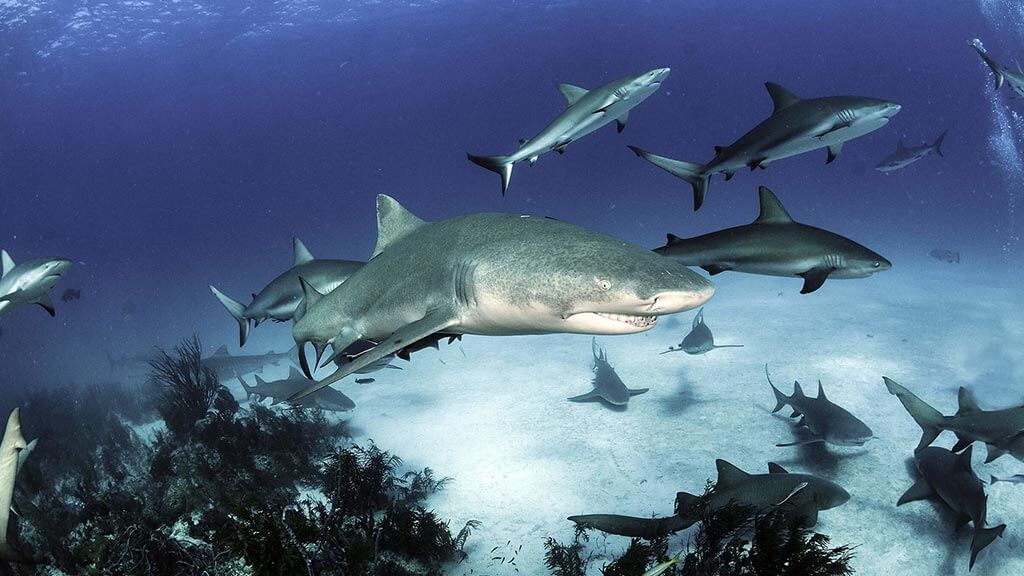 varios-tiburones-de-arrecife-de-puntas-negras-en-galapagos-natación