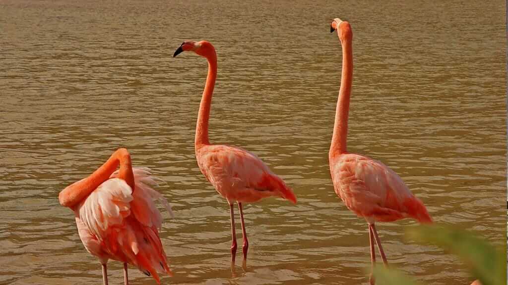 Three Galapagos Flamingo birds glow at sunset