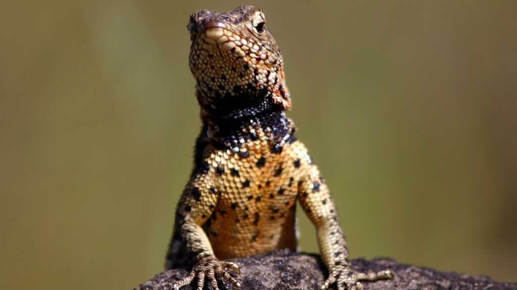 Galapagos islands reptiles - a Lava lizard with black spots peers out over a rock at Galapagos