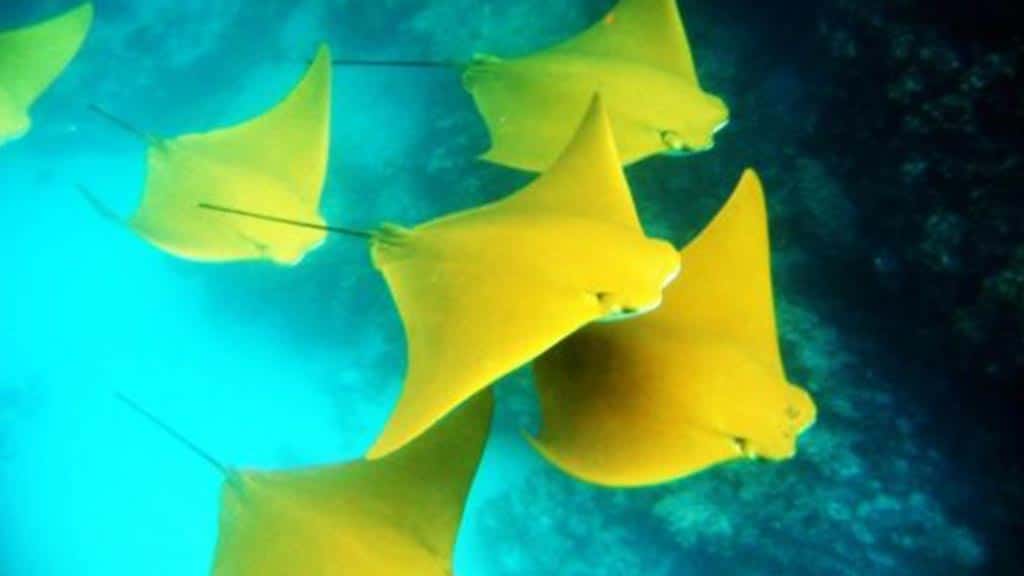 Rayos dorados nadando juntos en las islas Galápagos