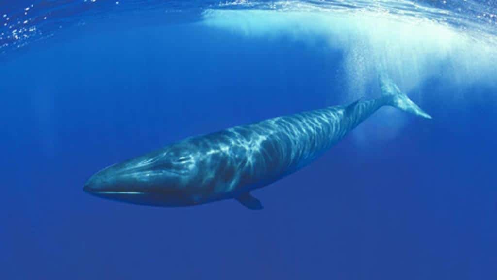 Sei whale diving at the galapagos islands