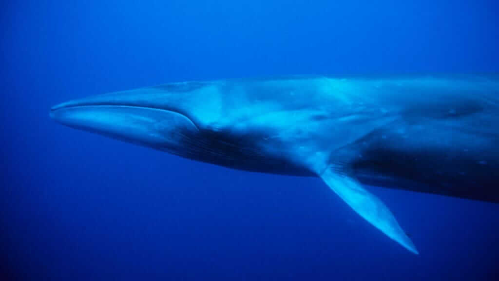 Galapagos whale watching - Sei whale upper body in deep blue ocean