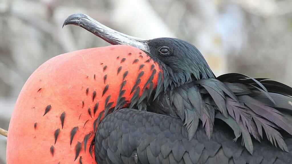 männlicher Galapagos-Fregattenvogel, der seine beeindruckende rote Brust zeigt