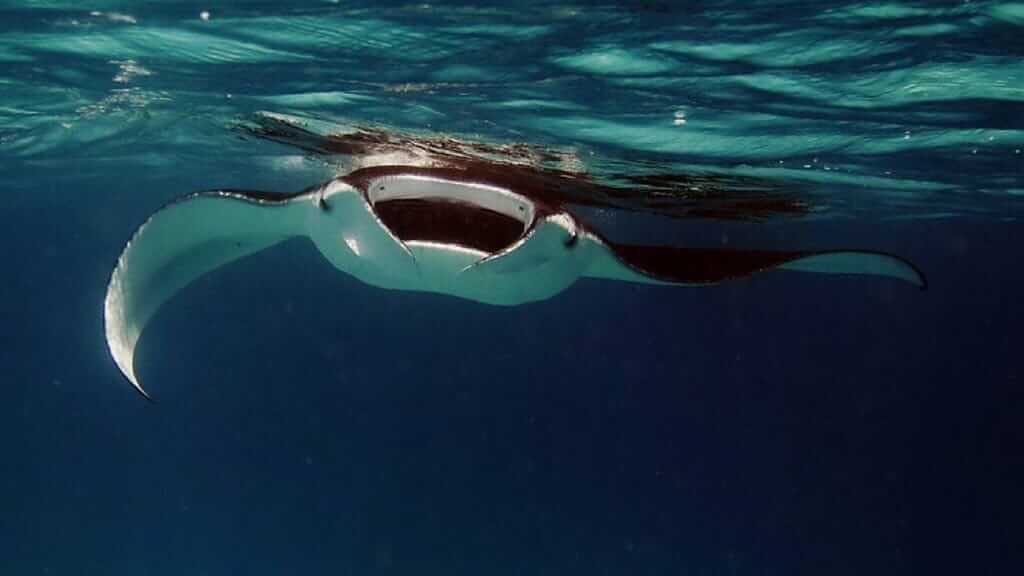 Galapagos-Strahlen - ein großer Mantarochen, der an der Oberfläche mit weit geöffnetem Mund schwimmt, um Krill zu filtern