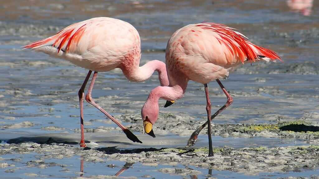Chilean Flamingos have been spotted at Floreana island galapagos