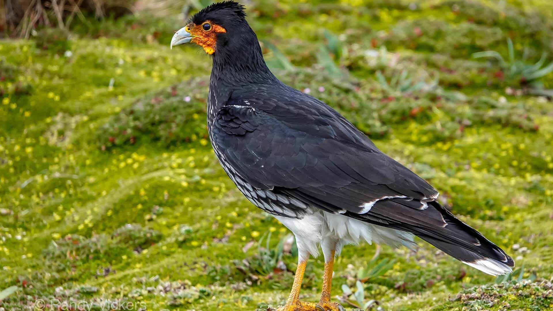 grote caracara-vogel bij antisana-reservaat ecuador