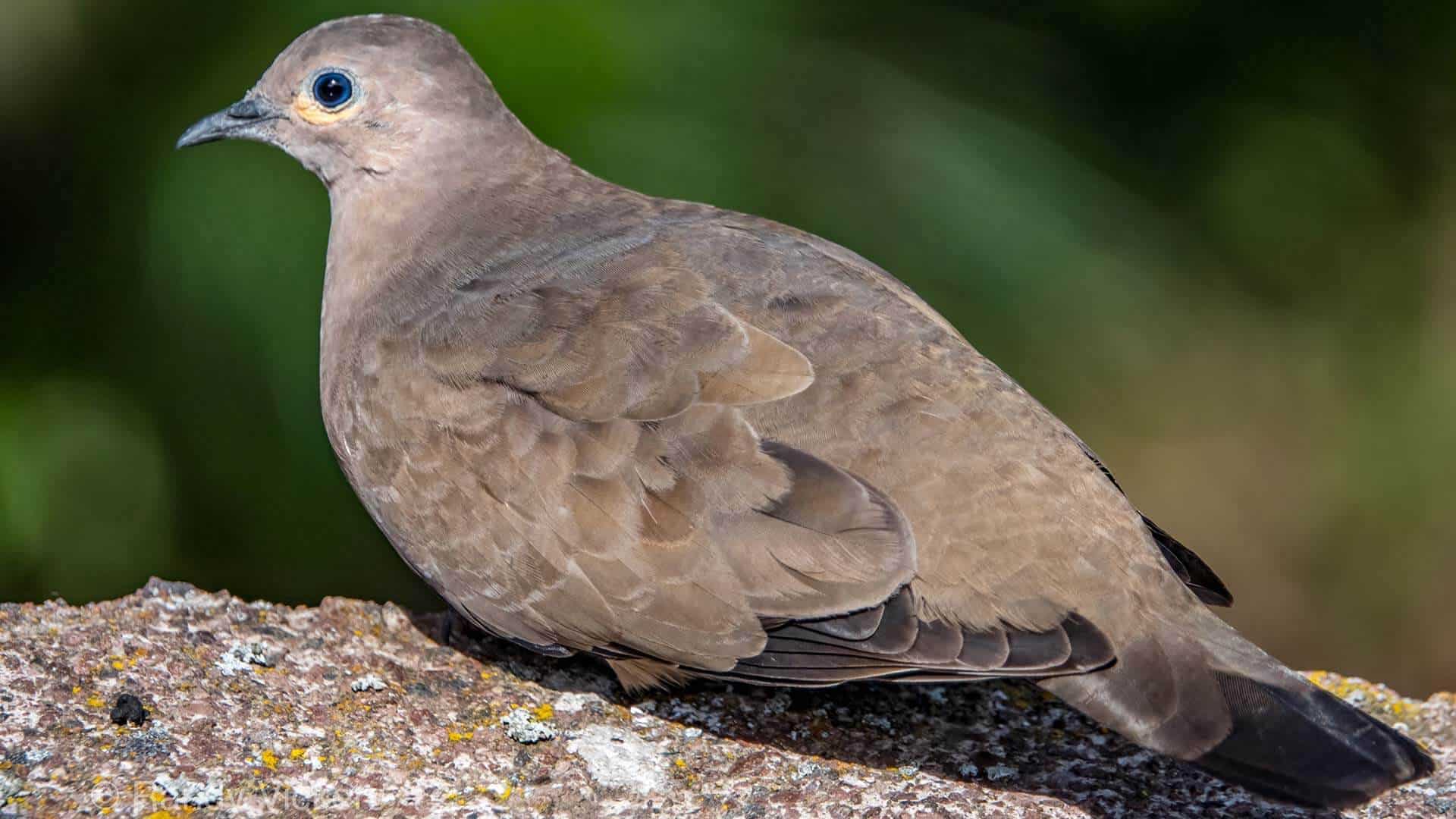 antisana reserve dove spotted on ecuador bird watching tour