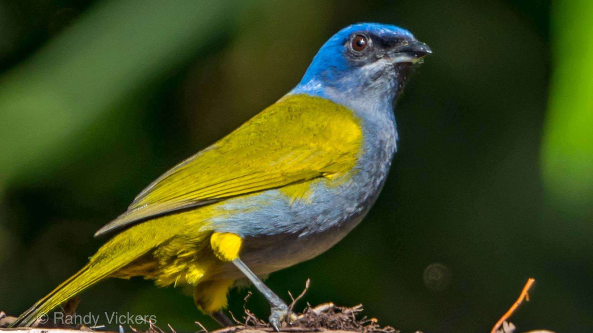 Forêt de nuages ​​de choco équatorien oiseau bleu et jaune coloré