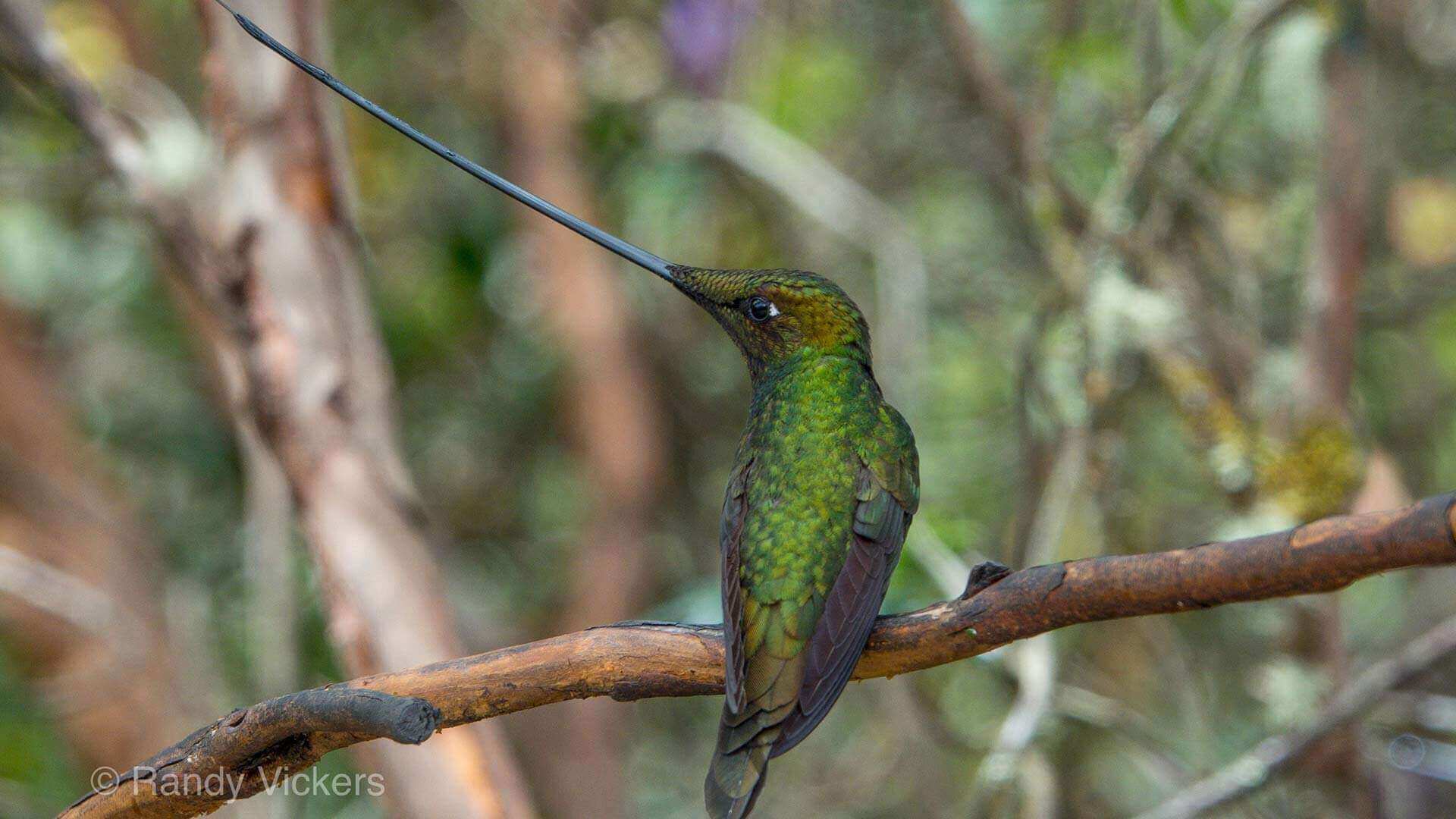 ecuador choco sword billed hummingbird with huge beak