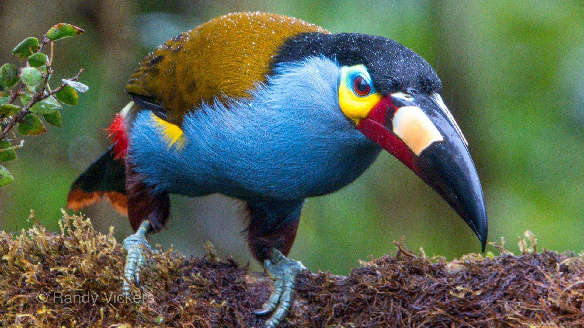 plate billed mountain toucan on the choco ecuador