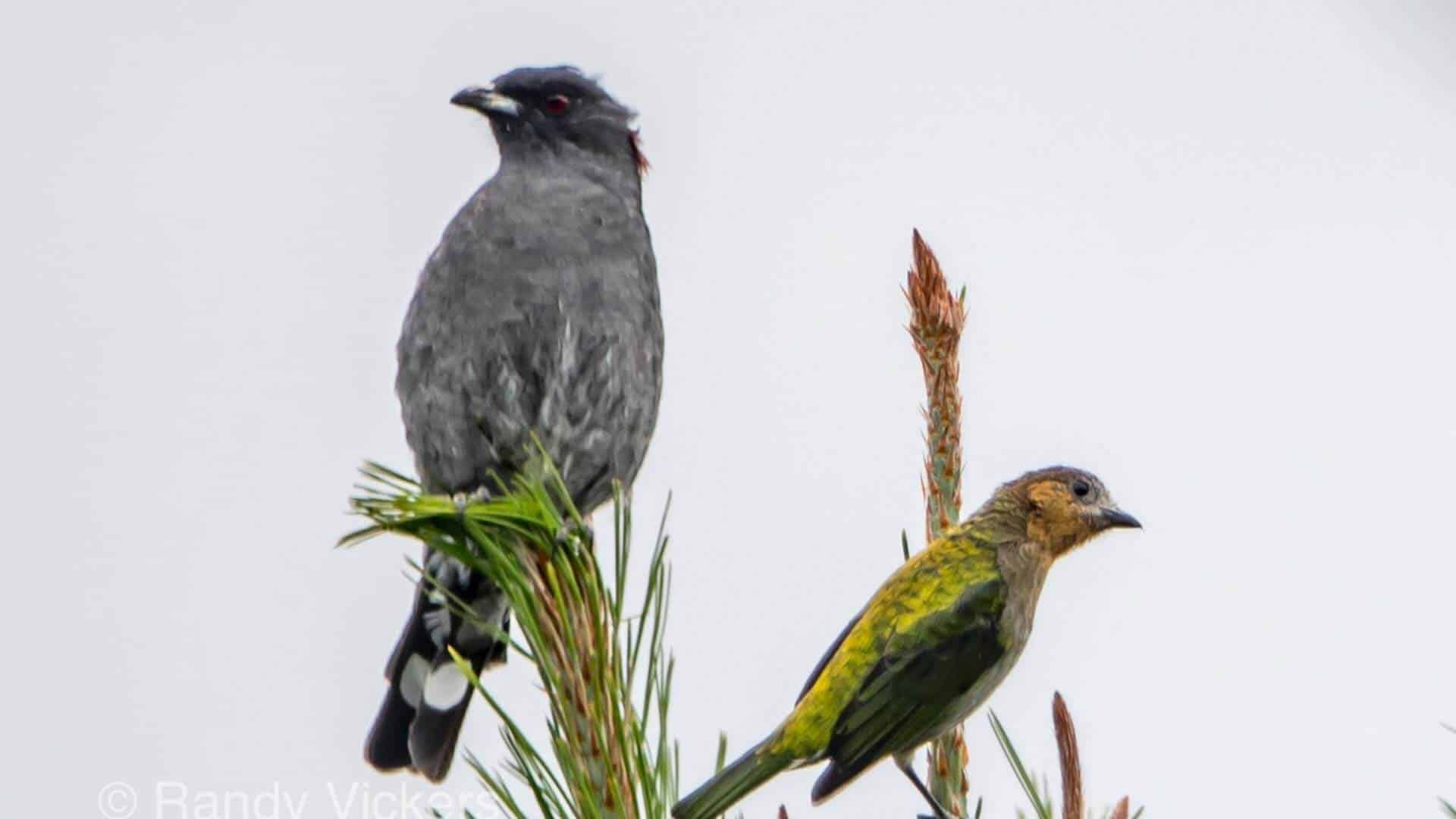 vogelexcursies in het zuiden van Ecuador