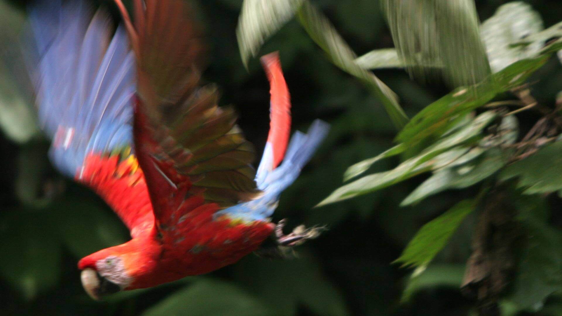 Een kleurrijke scharlaken ara vliegt in Ecuador