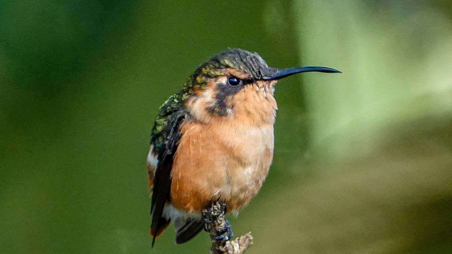 ecuador fotografía de naturaleza tour colibrí gordo