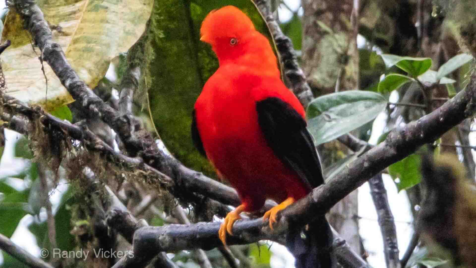 coq andin noir et rouge coloré du rocher en excursion d'observation des oiseaux choco en équateur