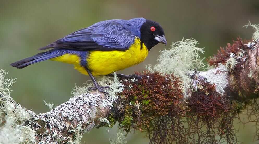 colorful blue and yellow hooded mountain tanager at guango lodge ecuador