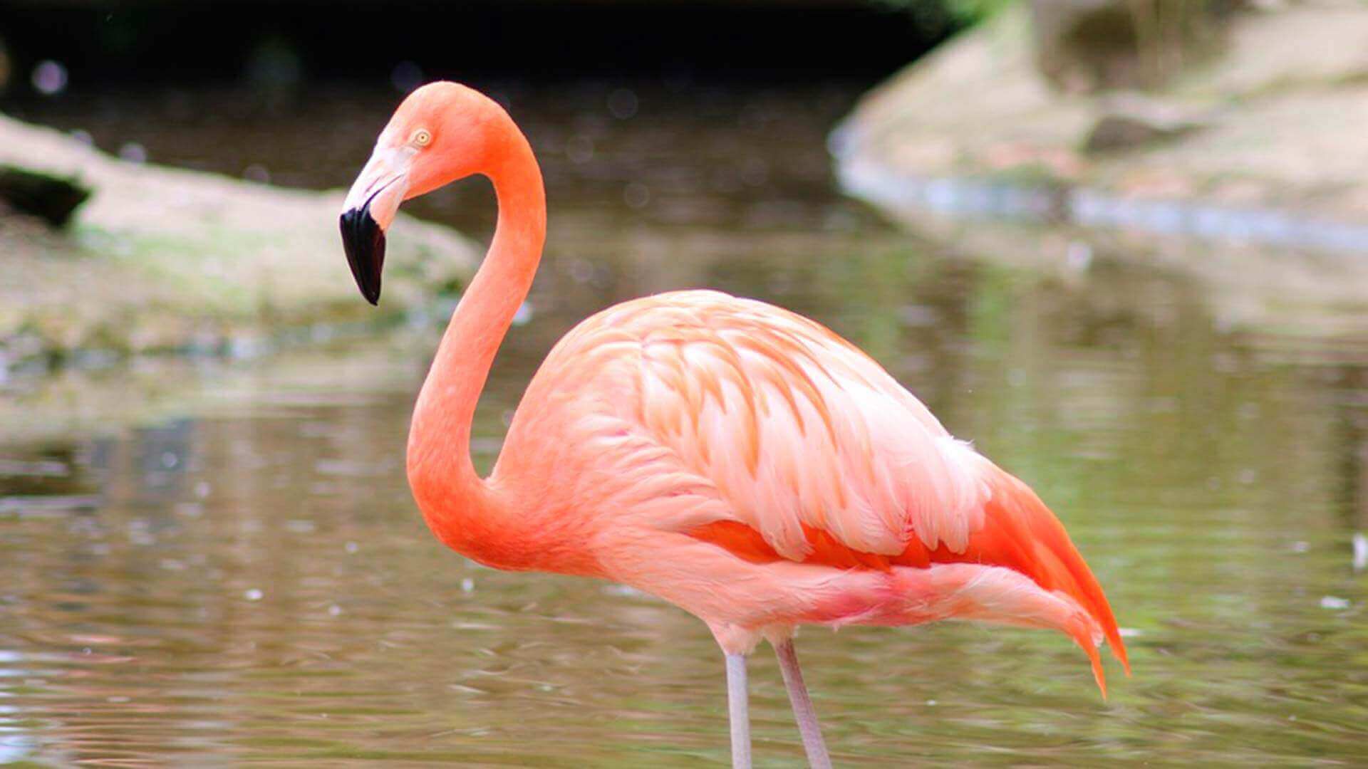 pink galapagos Flamingo wading in salt water pool