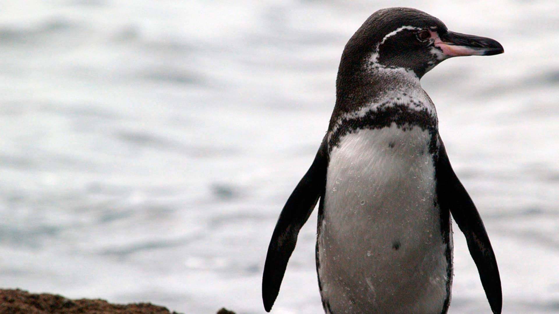 zie galapagos-pinguïns tijdens een eilandhoppende tour