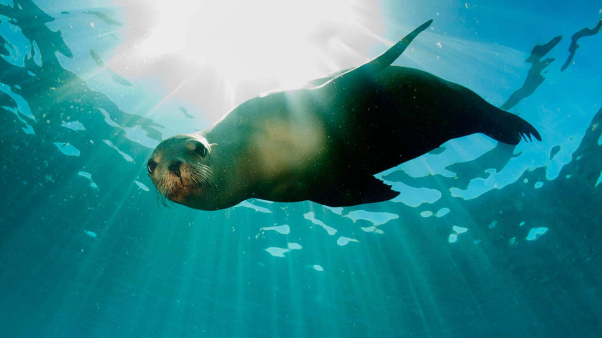 snorkelen met een speelse zeeleeuw tijdens een galapagos-landtour