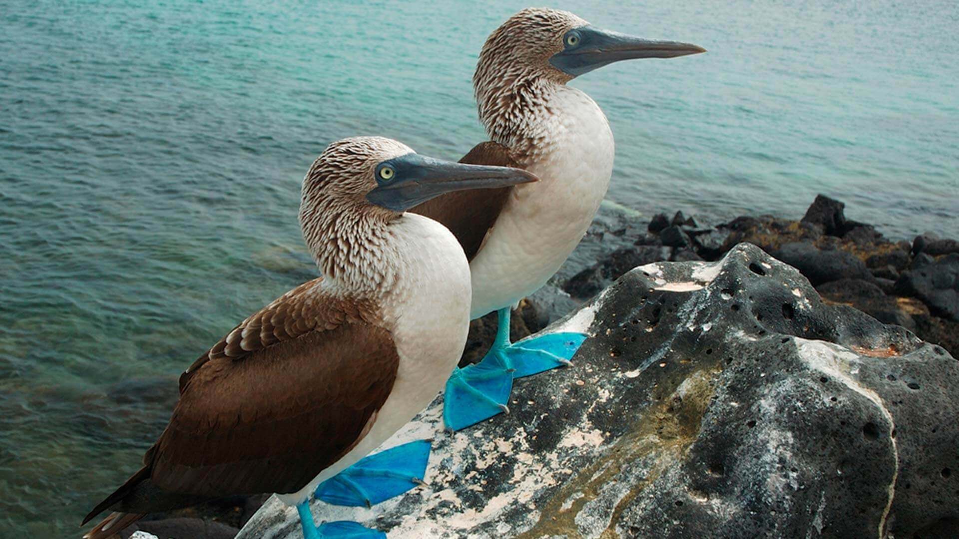 2 blue footed boobies sit together at the galapagos islands