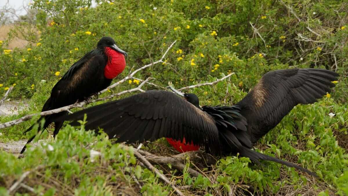 Galapagos 6 Day Land Tour 