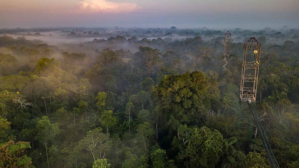 Ecuador's sacha lodge canopy tower and walkway high over rainforest