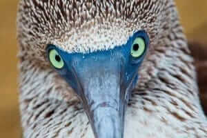 closeup of galapagos blue footed booby face and beak