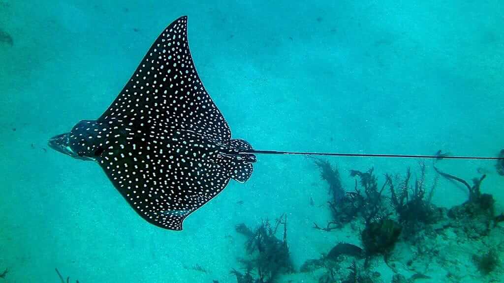 Galapagos Rays - a spotted eagle ray with long tail glides gracefully underwater
