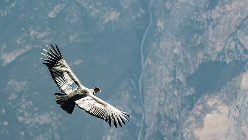 An andean condor spreads his wings to glide the thermals