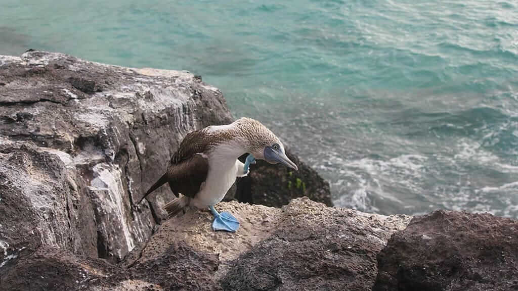 Galápagos pájaro piquero de patas azules rascándose la cabeza en la cima de un acantilado sobre el océano