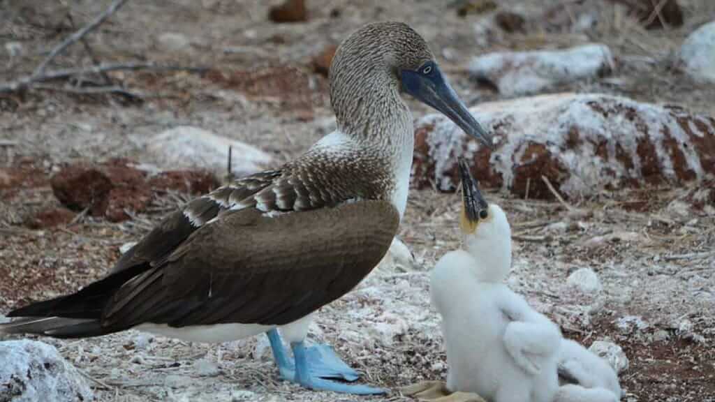 Madre piquero de patas azules con pollito blanco esponjoso en las Islas Galápagos