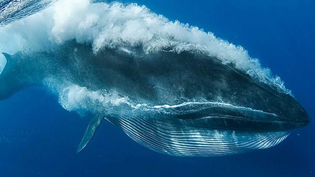 A large brydes whale dives at the Galapagos islands