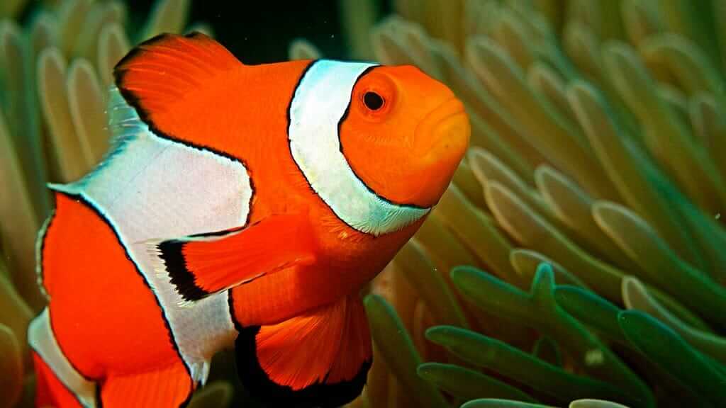 Buscando a Nemo: un pez payaso naranja y blanco en las islas Galápagos