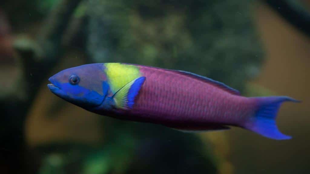 Galapagos Fish - een veelkleurige Cortes Rainbow wrasse