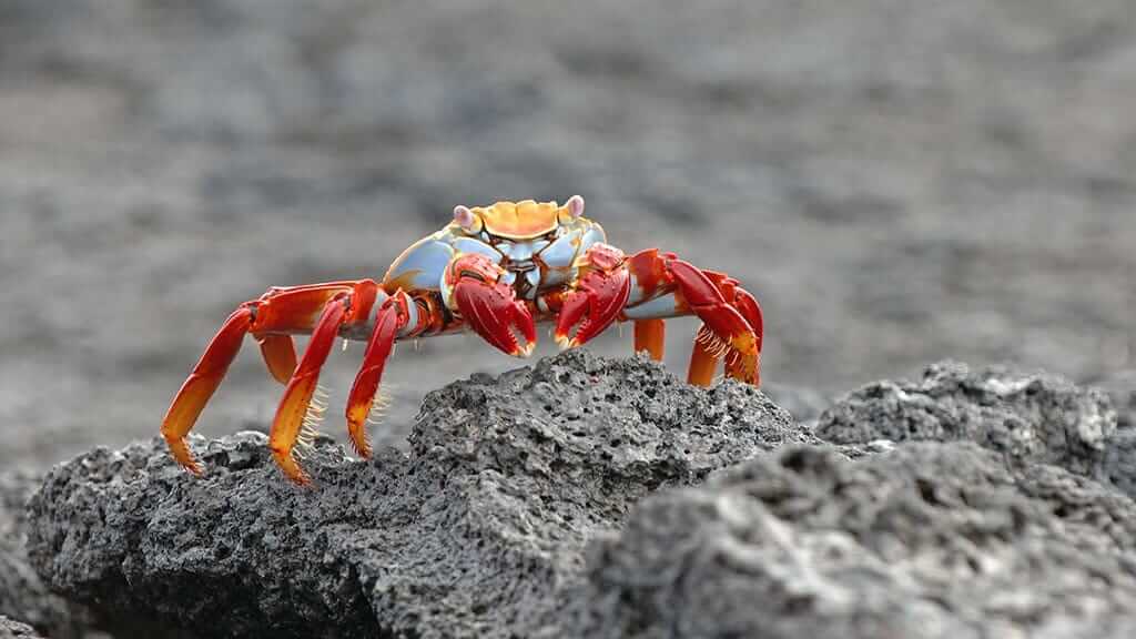 sally lightfoot crab on black lava at galapagos
