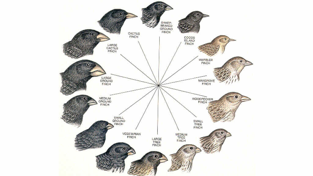 finches-galapagos-diagram