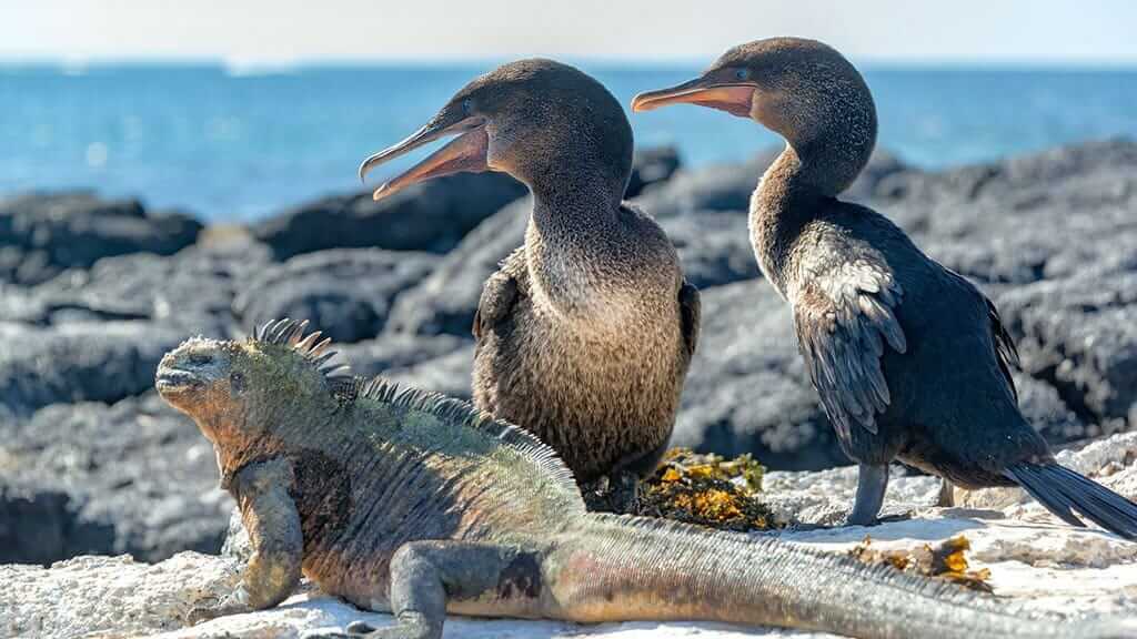 two galapagos flightless cormorant birds stand beside a marine iguana on fernandina island
